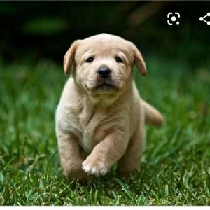 Just For You Circadia Micro Honey Exfoliating Clea